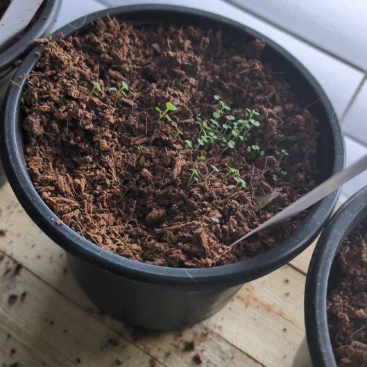 Photo of the plant species Peppermint by @VividPignut32 named Einstein on Greg, the plant care app