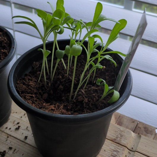 Photo of the plant species Marigold by @VividPignut32 named Bella on Greg, the plant care app