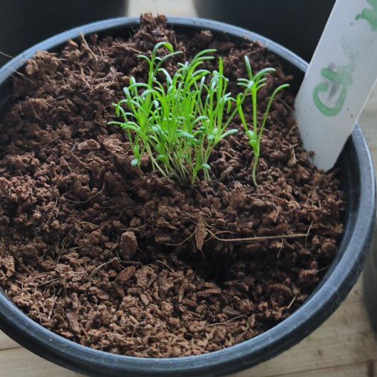 Photo of the plant species Chamomile by @VividPignut32 named Xena on Greg, the plant care app