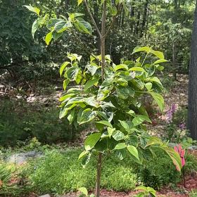 Photo of the plant species Kousa Dogwood by @BoldChaya37 named ChloroPhil on Greg, the plant care app