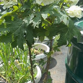 Photo of the plant species Oakleaf Hydrangea by @BoldChaya37 named Nithin on Greg, the plant care app