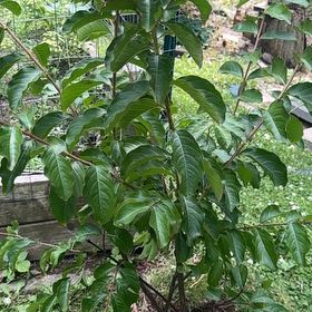 Photo of the plant species Lagerstroemia Indica by @BoldChaya37 named Treeyoncé on Greg, the plant care app