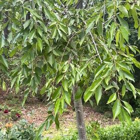 Photo of the plant species Weeping cherry blossom tree by @BoldChaya37 named Harmony on Greg, the plant care app