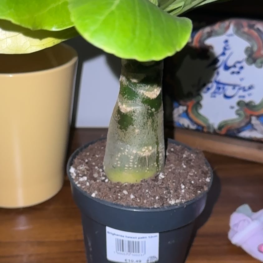 Photo of the plant species Brighamia Insignis by @ShinyQuincula81 named Navajo on Greg, the plant care app
