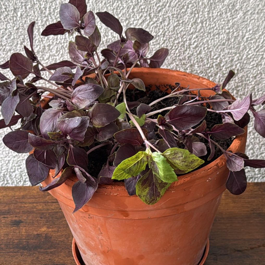 Photo of the plant species Purple Basil by @ShinyQuincula81 named Prince on Greg, the plant care app