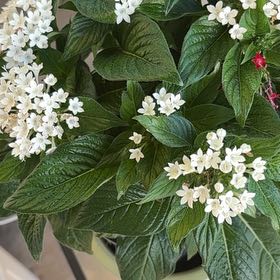 Photo of the plant species Egyptian Starcluster by @RadHarebell83 named Morgan Treeman on Greg, the plant care app