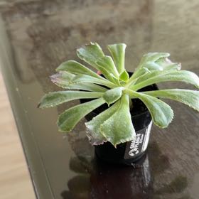 Photo of the plant species Succulent by @DeftDatepalm31 named Neonie on Greg, the plant care app