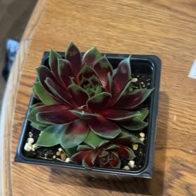 Photo of the plant species Sempervivum 'Ruby Heart' by @YeahKowhai97 named Ruby on Greg, the plant care app