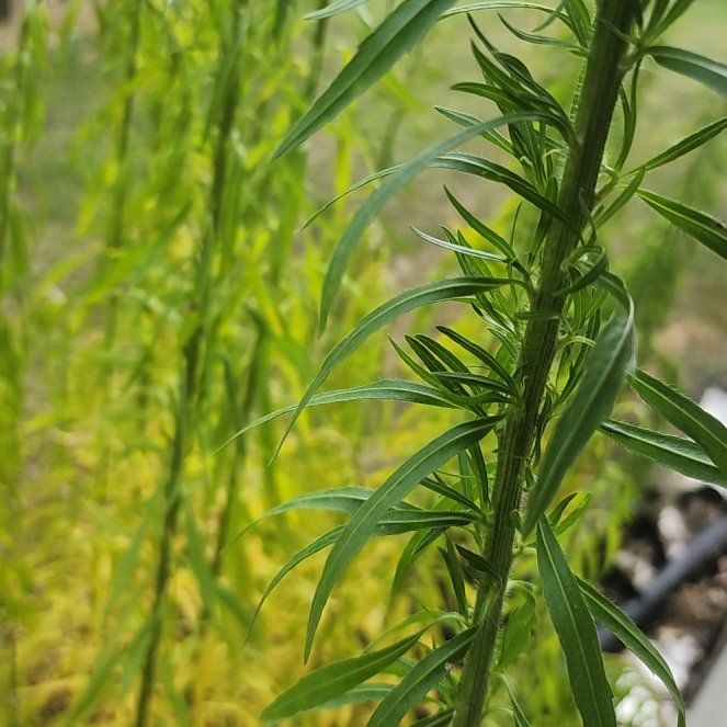 Photo of the plant species Canadian Fleabane by @WittyBasil1 named Coco on Greg, the plant care app