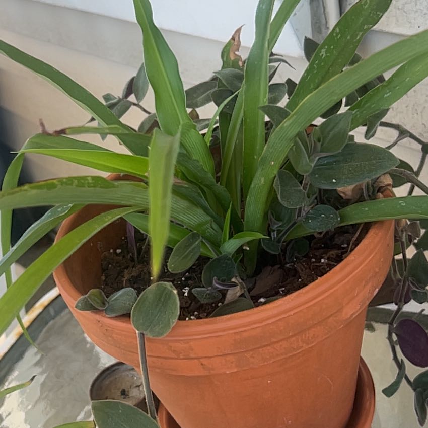 Photo of the plant species Cape Spider Plant by @ZanyKaroorose94 named Foxxy on Greg, the plant care app