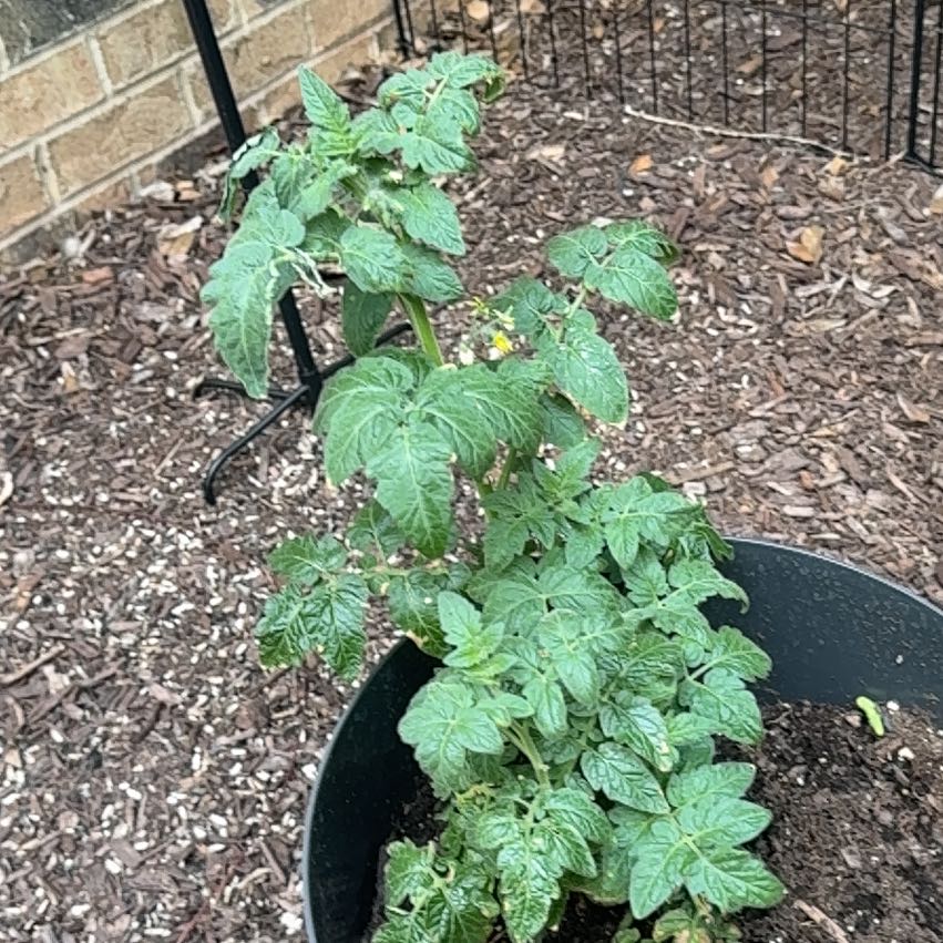 Photo of the plant species Potato by @YesBluebugle30 named Apollo on Greg, the plant care app