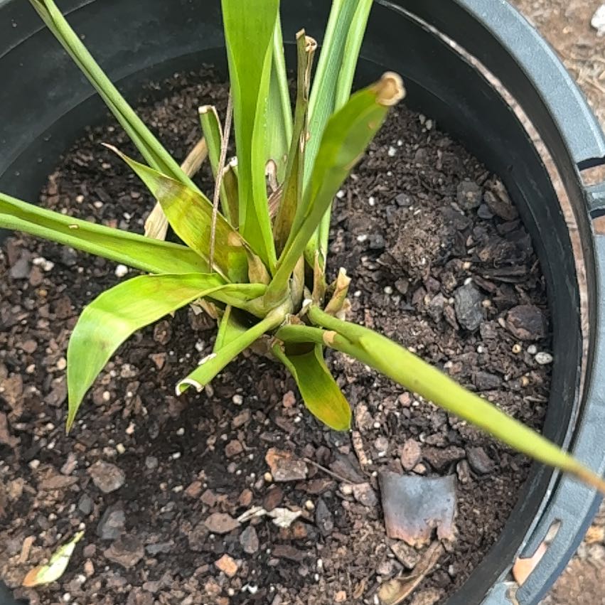 Photo of the plant species Twistleaf Yucca by @YesBluebugle30 named Queen on Greg, the plant care app