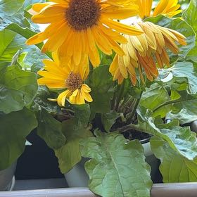Photo of the plant species Daisy by @Sweet_Folage named Leaf Erickson on Greg, the plant care app