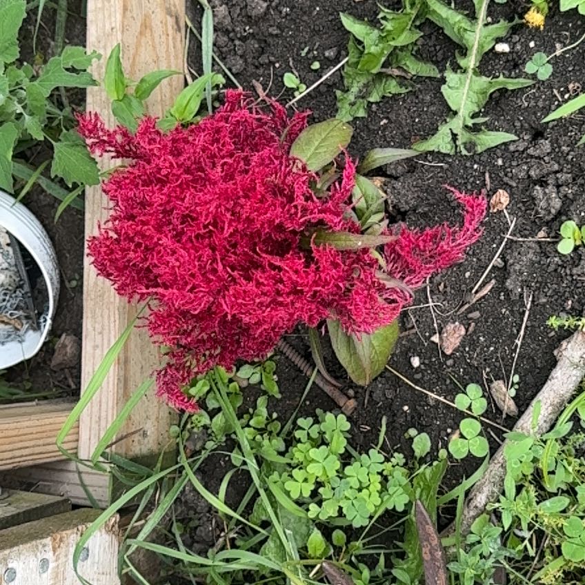 Photo of the plant species Amaranthus Cruentus by @TopMangeao14 named Khaleesi on Greg, the plant care app