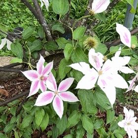 Photo of the plant species Italian Leather Flower by @TopMangeao14 named Queen on Greg, the plant care app