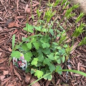 Photo of the plant species Aquilegia Vulgaris by @TopMangeao14 named Curie on Greg, the plant care app