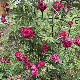 Photo of the plant species Beach Rose by @TopMangeao14 named Naomi on Greg, the plant care app