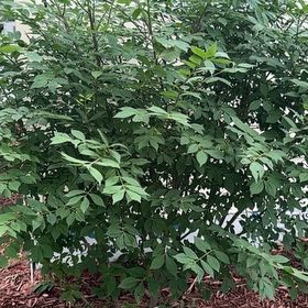 Photo of the plant species Winged Burning Bush by @TopMangeao14 named da Vinci on Greg, the plant care app