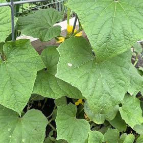 Photo of the plant species Cucumber by @TopMangeao14 named Aristotle on Greg, the plant care app