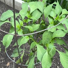 Photo of the plant species Giant Jalapeno Pepper by @TopMangeao14 named Mando on Greg, the plant care app