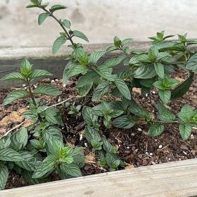Photo of the plant species Peppermint by @TopMangeao14 named Orwell on Greg, the plant care app