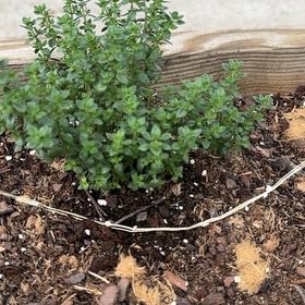 Photo of the plant species Lemon Thyme by @TopMangeao14 named Kendall on Greg, the plant care app
