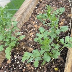 Photo of the plant species cilantro by @TopMangeao14 named Bigleef Smalls on Greg, the plant care app