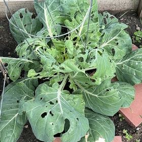 Photo of the plant species Brussel Sprout by @TopMangeao14 named Tree Diddy on Greg, the plant care app