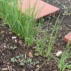 Photo of the plant species Nodding Onion by @TopMangeao14 named Gaga on Greg, the plant care app