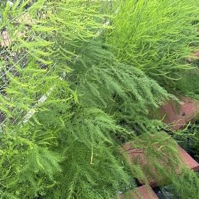 Photo of the plant species Garden Asparagus by @TopMangeao14 named James Dean on Greg, the plant care app