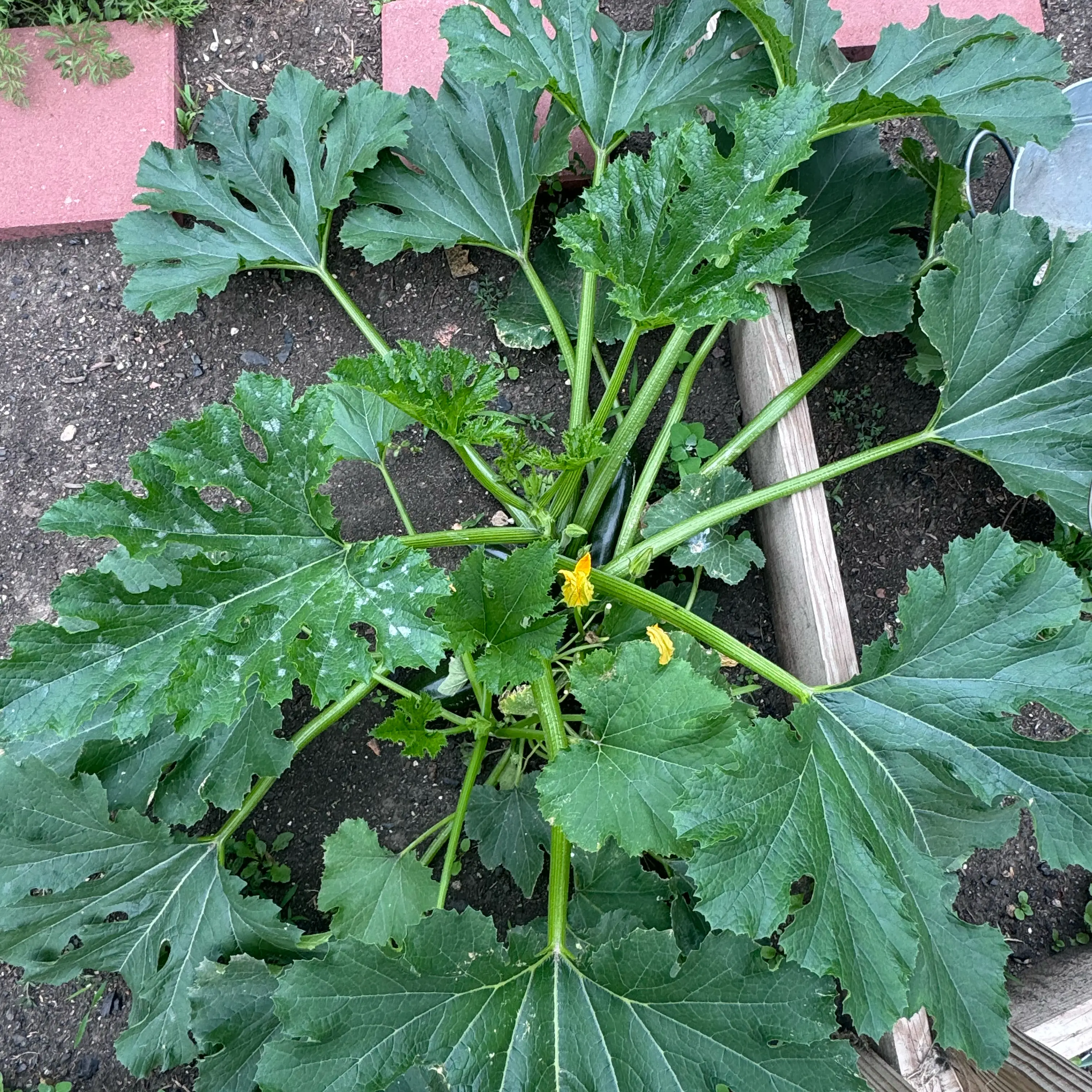 Photo of the plant species Zucchini by @TopMangeao14 named Dolores on Greg, the plant care app