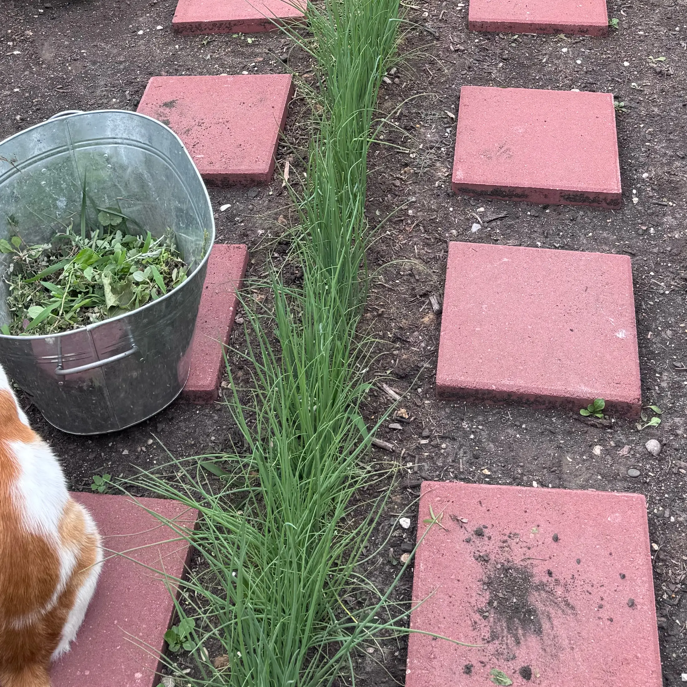 Photo of the plant species Nodding Onion by @TopMangeao14 named Gaga on Greg, the plant care app