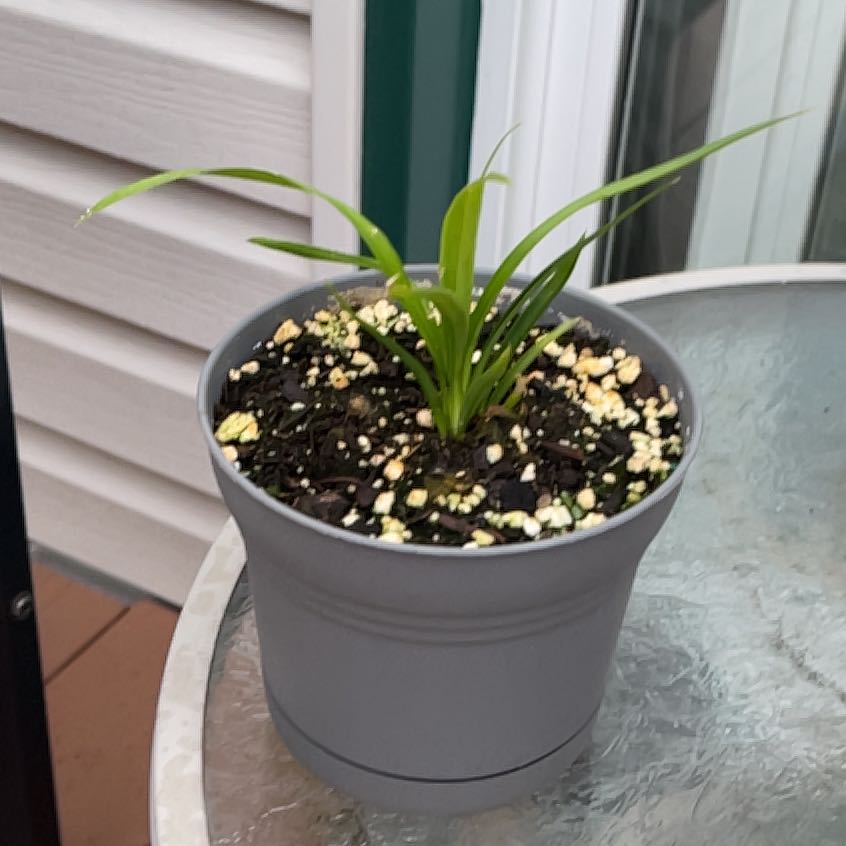 Photo of the plant species Pandan by @Dolladollamillz named Drake on Greg, the plant care app