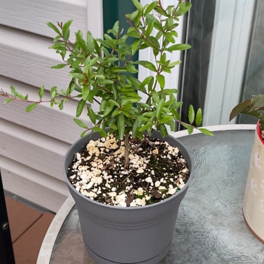 Photo of the plant species Dwarf Pomegranate by @Dolladollamillz named Persephone on Greg, the plant care app