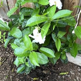 Photo of the plant species Crepe Jasmine by @SuperwomanMum39 named Keanu Leaves on Greg, the plant care app