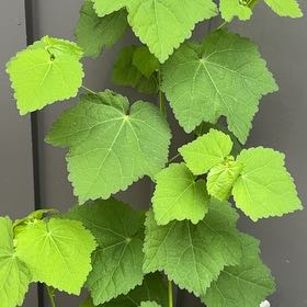 Photo of the plant species Wax Mallow by @SuperwomanMum39 named Treeyoncé on Greg, the plant care app