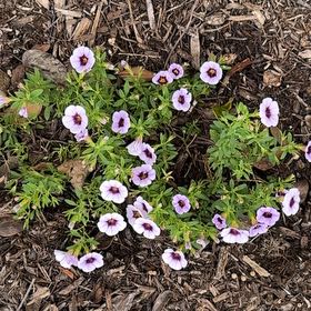 Photo of the plant species Spreading Phlox by @SuperwomanMum39 named Nemo on Greg, the plant care app
