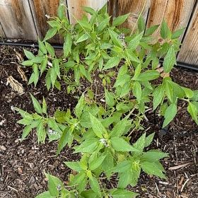 Photo of the plant species Jerusalem Artichoke by @SuperwomanMum39 named Tolkien on Greg, the plant care app