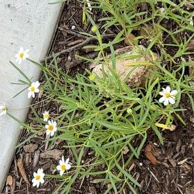 Photo of the plant species Plains Blackfoot by @SuperwomanMum39 named Sproutacus on Greg, the plant care app