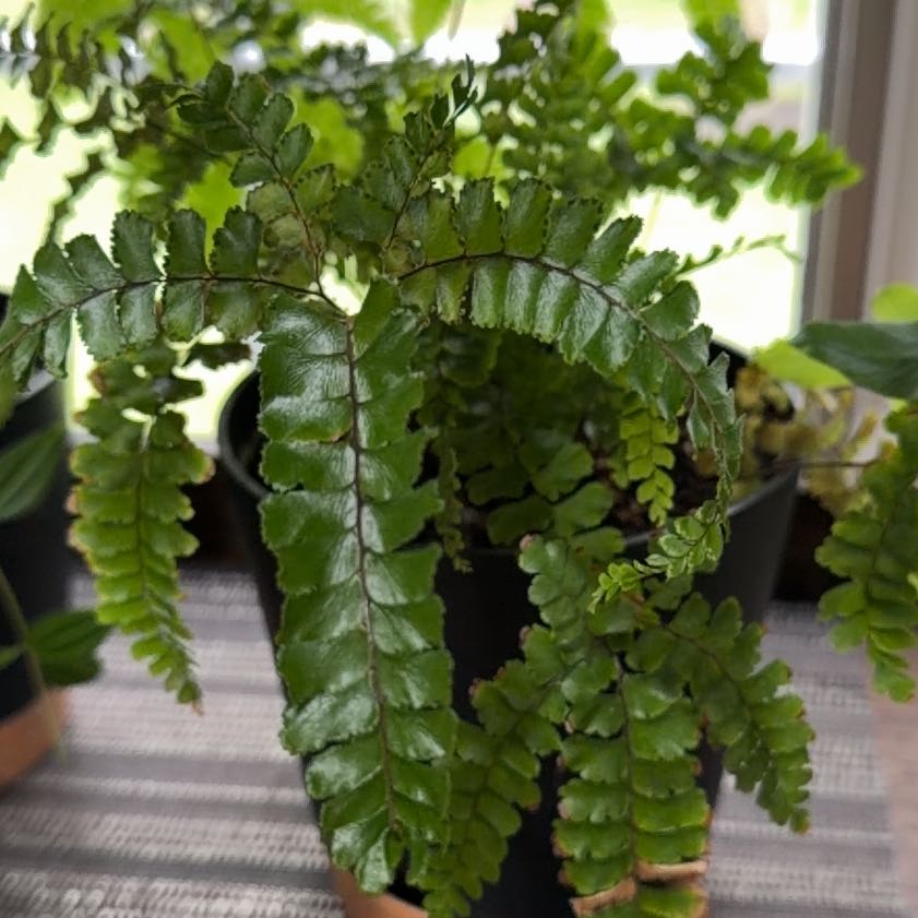 Photo of the plant species Bronze Venus Fern by @FitBonsai17 named Marilyn on Greg, the plant care app