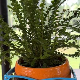 Photo of the plant species Lemon Button Fern by @FitBonsai17 named Rosa on Greg, the plant care app