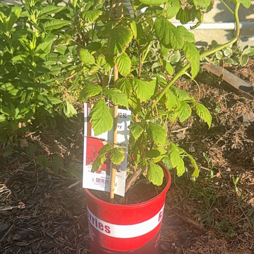 Photo of the plant species European Red Raspberry by @MindfulBeans47 named Madonna on Greg, the plant care app