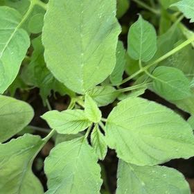 Photo of the plant species Purple Amaranth by @MoneyedTozzia64 named Leonardo on Greg, the plant care app