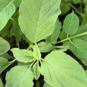 Photo of the plant species Purple Amaranth by @MoneyedTozzia64 named Sol on Greg, the plant care app