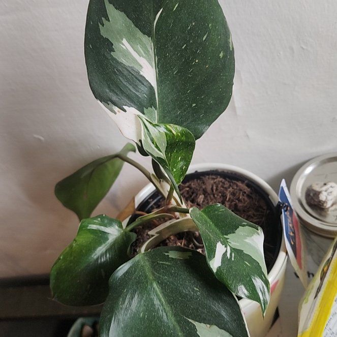 Photo of the plant species White Knight Philodendron by @DeftJade89 named Delilah on Greg, the plant care app