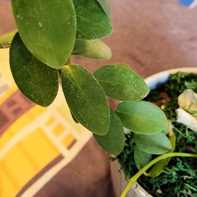 Photo of the plant species Bush Hoya by @DeftJade89 named Sir Plancelot on Greg, the plant care app
