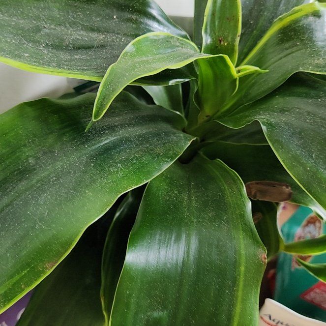 Photo of the plant species Dracaena Dorado by @DeftJade89 named Wall-E on Greg, the plant care app
