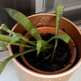 Photo of the plant species Jaboa Sansevieria by @AstuteMugwort38 named Planty on Greg, the plant care app