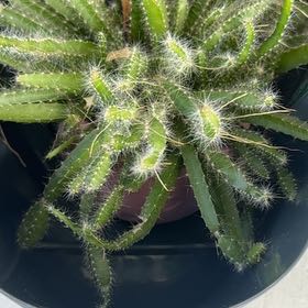 Photo of the plant species Lady-Finger Hedgehog Cactus by @AstuteMugwort38 named Achilles on Greg, the plant care app