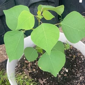Photo of the plant species Chinese Tallow by @RightlyCactus44 named Terra on Greg, the plant care app